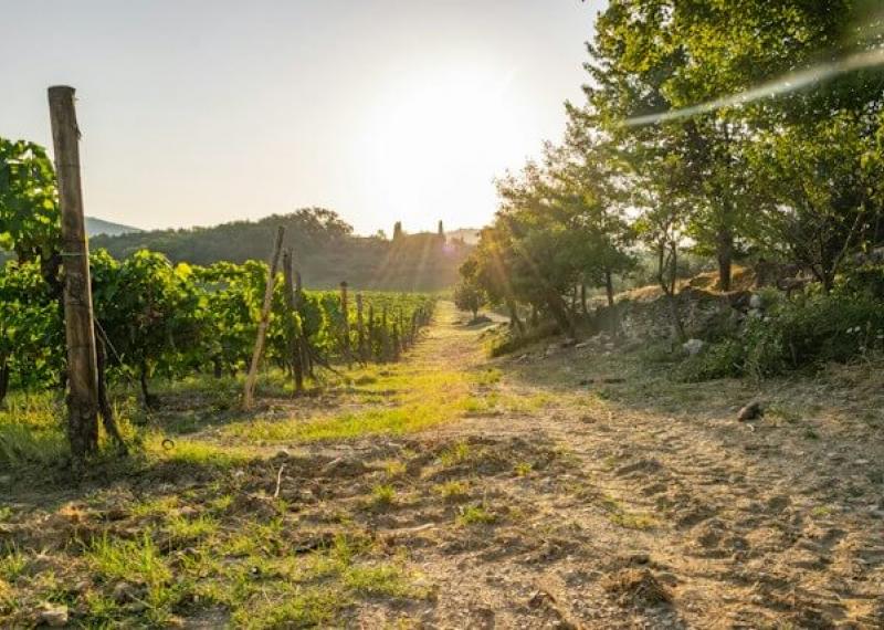 chianti hills vineyard at sunset