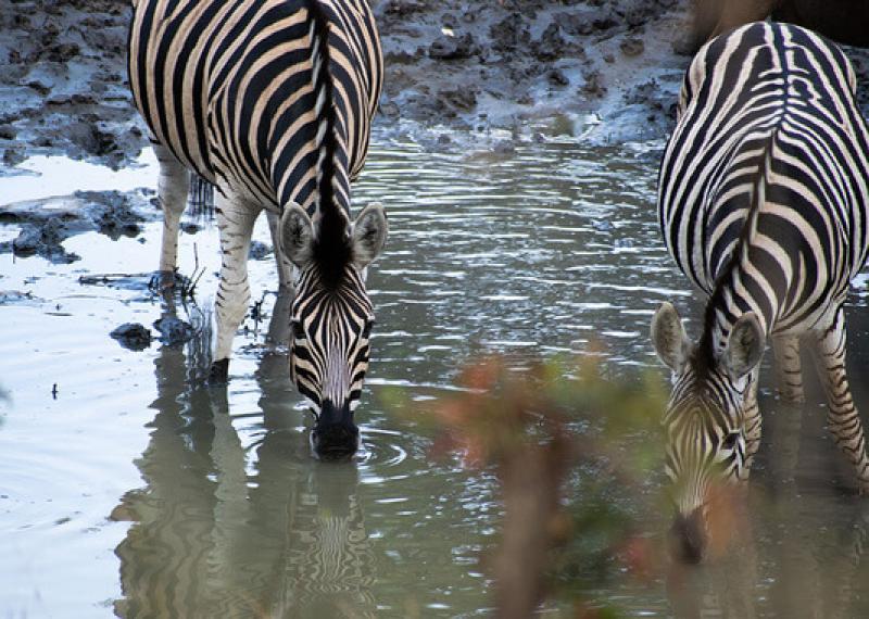 Zebre ad Imbali safari