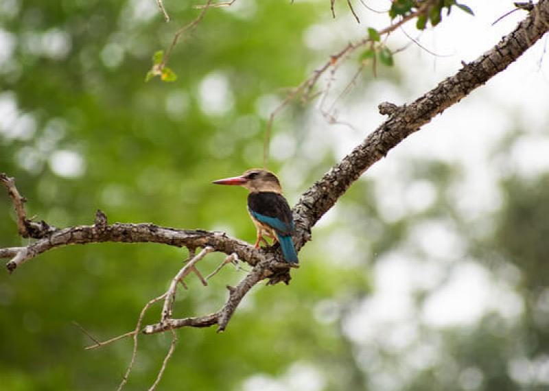 Birds at Imbali safari