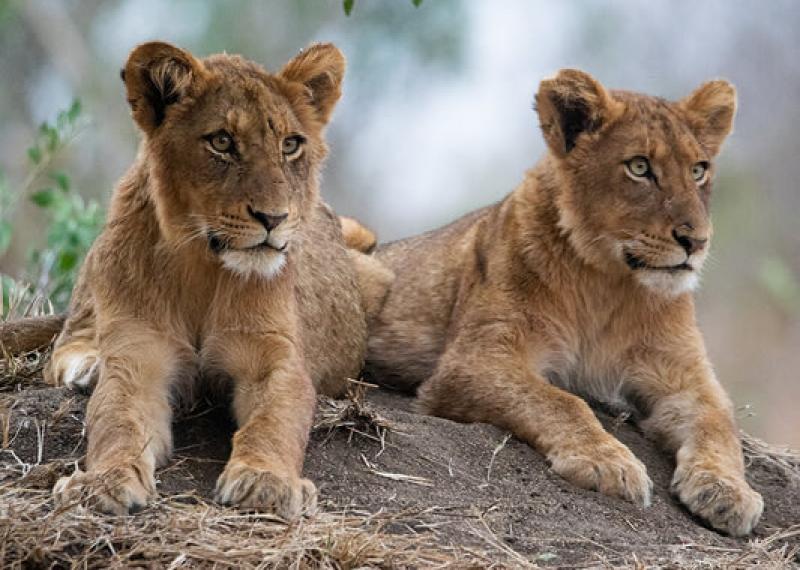 Lions at Imbali safari