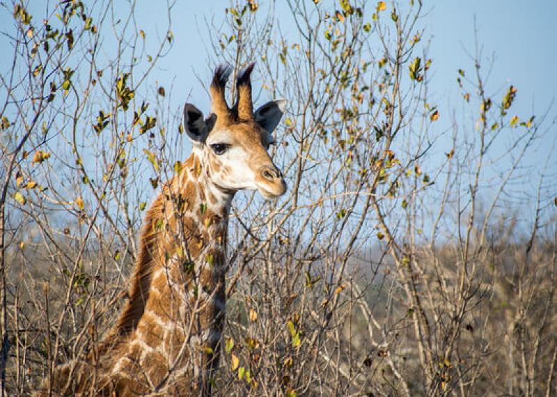 Giraffa ad Imbali safari