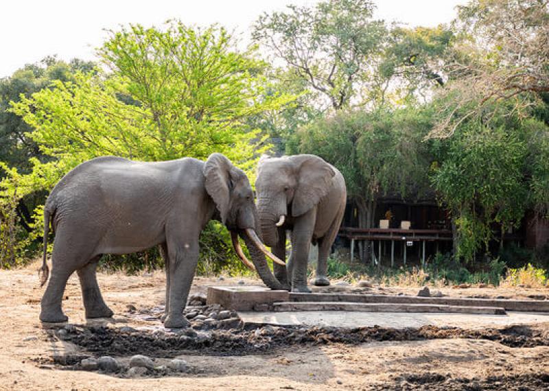 Elefants at Imbali safari