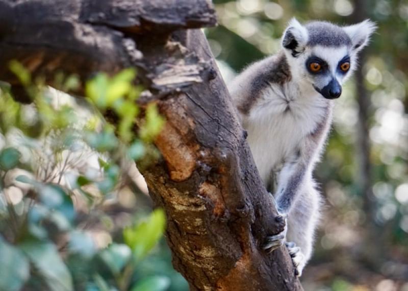 Plettensberg Bay lemur