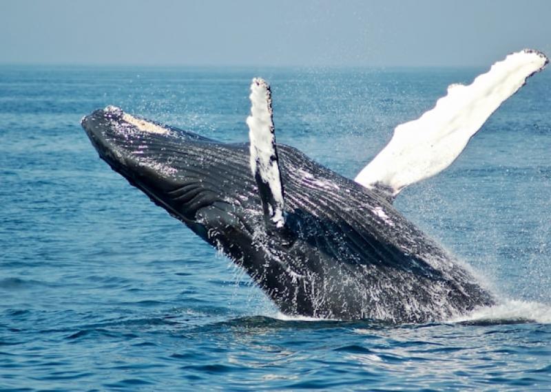 Avvistamento balene al largo