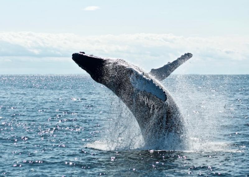 Whale watching with high jump