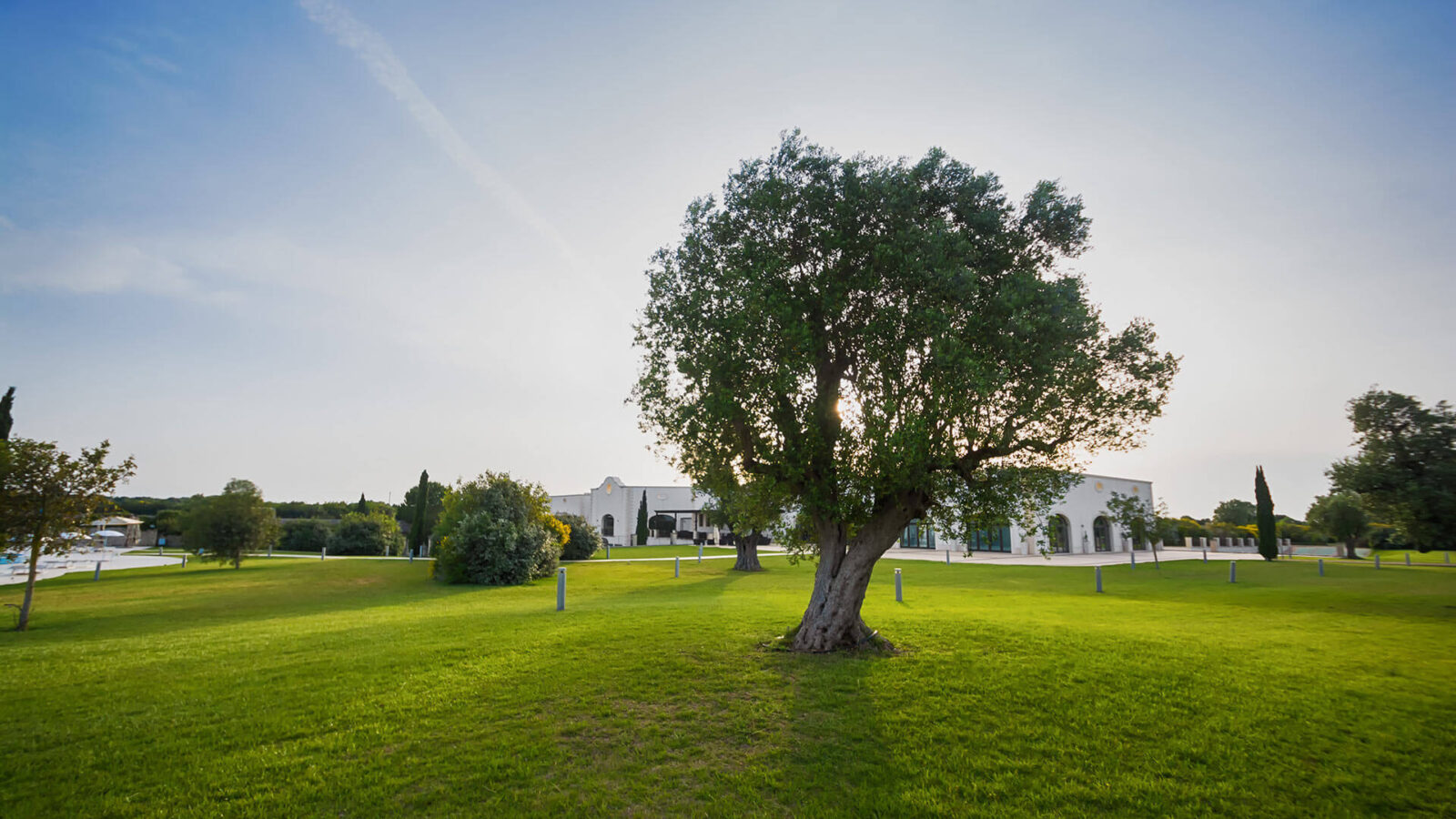 Olive tree in foreground at Acaya Golf Club